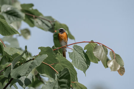 Redstart, Saxicola rubicola, single bird on branch, Warwickshire