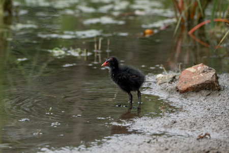 Coot baby single bird in water, Warwickshireの写真素材