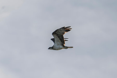 Osprey in flight against a cloudy sky - Pandion haliaetus