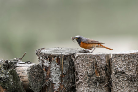 Redstart (Phoenicurus rubecula) on a stump with a bug in it's beakの写真素材