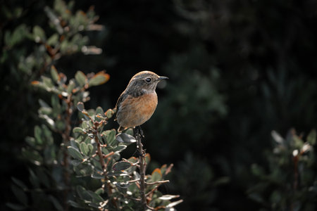 Stone chat bird perched on a branchの写真素材