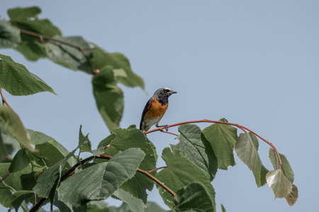 Redstart, Saxicola rubecula, single bird on branch, Warwickshireの写真素材