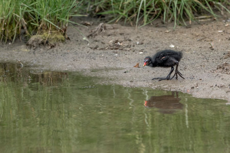 Moorhen, Gallinula chloropus, single bird in water, Warwickshire babyの写真素材