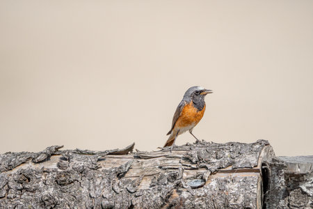 Redstart perched on a log