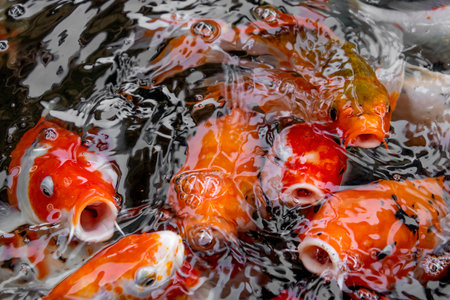 Koi fish swimming in a pond, closeup of photo.の写真素材