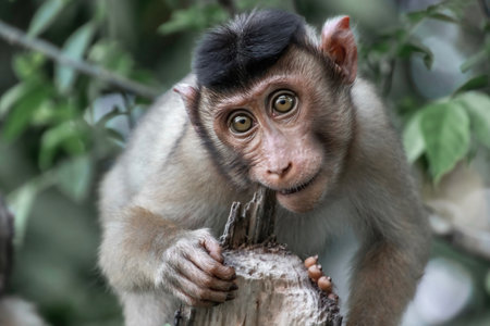 Monkey in the jungle of Borneo, Malaysia, Asia
