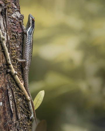Close-up of a lizard on a tree in the rainforestの写真素材