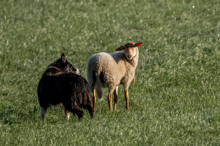 Sheep and lambs on a green meadow in spring with sheepdog dog