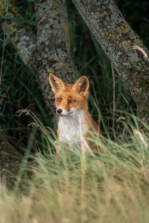 Red fox, vulpes vulpes, single mammal in grass, UK