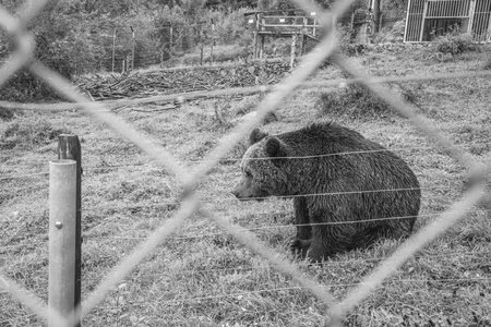 Brown bear in the cage. Black and white photo. Animal in captivity.の写真素材