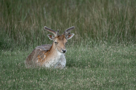 Fallow deer, Dama dama, single mammal on grass, Warwickshireの写真素材