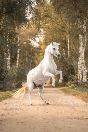 White pony rearing on a country road in autumnの写真素材