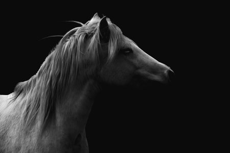 Portrait of a horse on a black background. Monochromeの写真素材