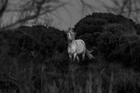 White horse in the field at sunset. Black and white photo.の写真素材