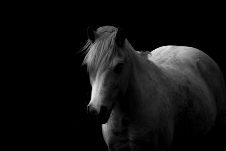 White horse on a black background. Monochrome image of a horse.の写真素材