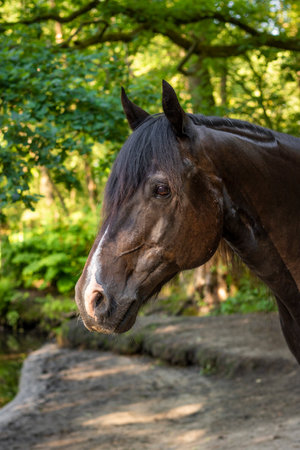 Portrait of a black horse in the park. Shallow depth of fieldの写真素材