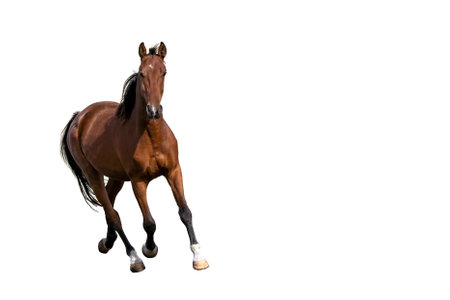 Brown horse isolated on white backgroundの写真素材