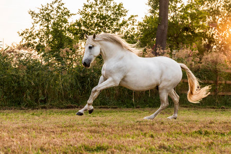 White horse galloping in the meadow at sunset. Beautiful cap.の写真素材