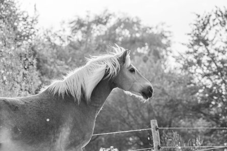 Portrait of a beautiful haflinger horse in black and whiteの写真素材