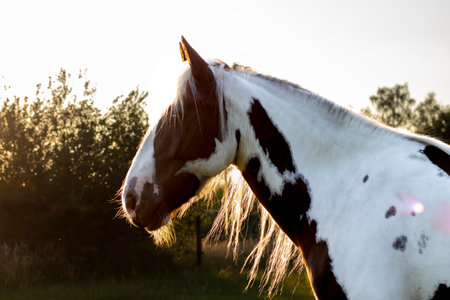 Portrait of a horse with long mane against the sunset.