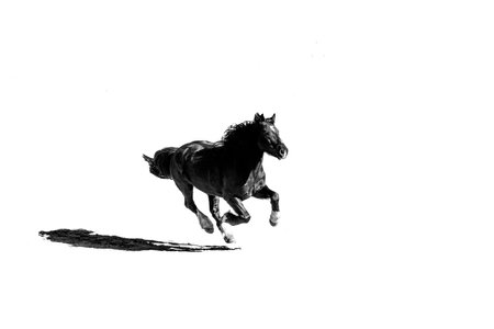 Horse running on a white background, black and white photo.の写真素材
