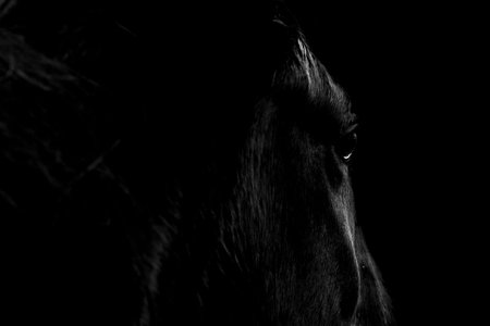 Beautiful black horse portrait on black background. Closeup.の写真素材