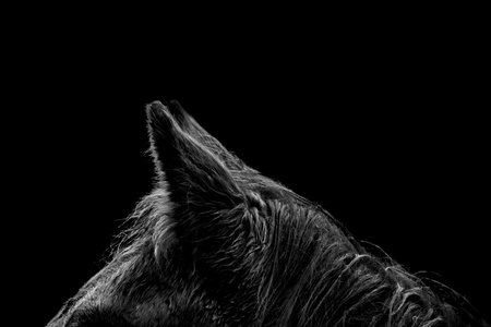 black and white image of a horse pony head ears fluffy winter coat on a black background