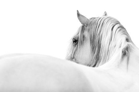 Portrait of a horse on a white background. Monochrome. Andalusian pre Spanish stallionの写真素材