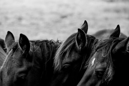 Black and white photo of a group of horses in black and white