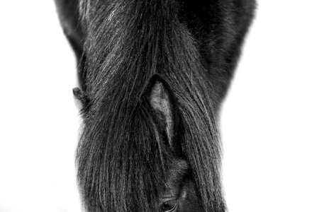 Black and white image of a horse's head on a white background