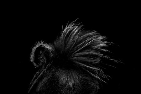 Black and white portrait of a horse head ears with mane on a black background fine art