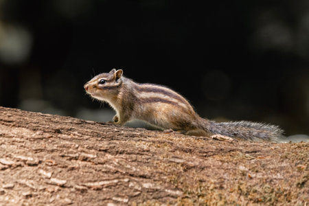 Chipmunk on a tree in the rainforest of Belizeの写真素材