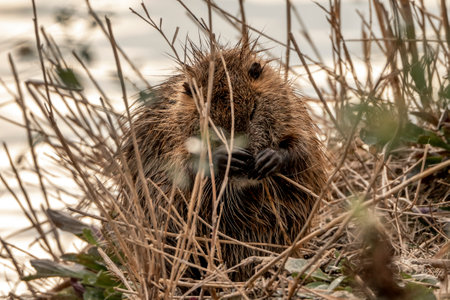 beaver rat in the wild washing and cleaning it itself
