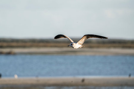 seagull flying in the sky over the sea, nature seriesの写真素材