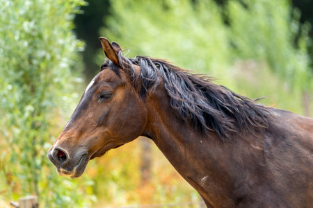 Beautiful brown horse portrait in the paddock gallop running on a sunny dayの写真素材