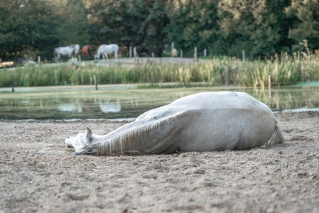White horse sleeping on the ground in the park. Animal concept.の写真素材