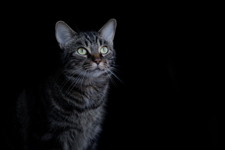 Portrait of a beautiful tabby cat on a black background.の写真素材