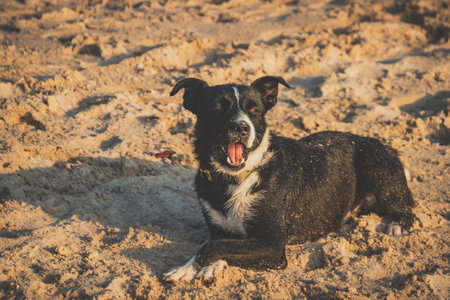 Funny black and white dog playing on the beach at sunset.