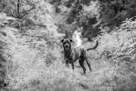 Black and white photo of a big pit bull dog running in the forestの写真素材