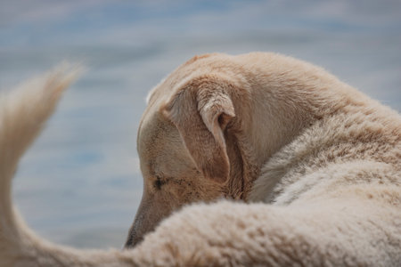Labrador Retriever on the swimming pool, close-up