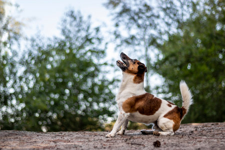 Jack Russell Terrier dog sitting on a rock in the park.の写真素材