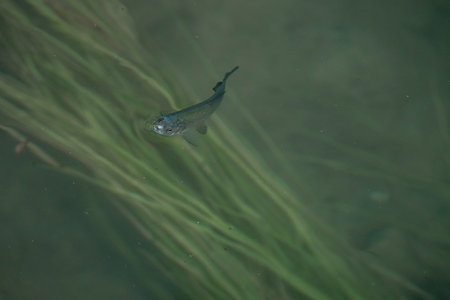 Rainbow trout swimming in a pond in the rainforest of Californiaの写真素材