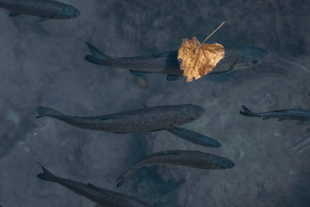 Fish in the water with a leaf in the mouth of the river