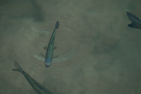 Fish swim in the water of a pond, close-up.の写真素材