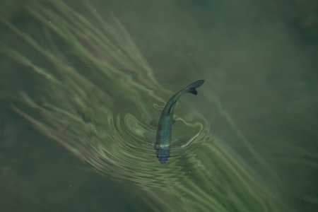Fish swimming in a lake in the forest. Shallow depth of field.