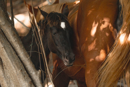 Horse in the shade of a tree. Portrait of a horse.の写真素材
