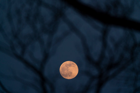 Full moon in the night sky with tree silhouette background. Close up.