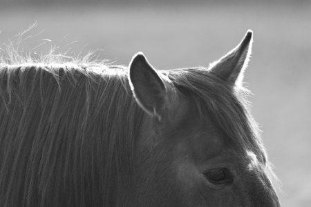 Close up of a horse's head. Black and white photo.の写真素材