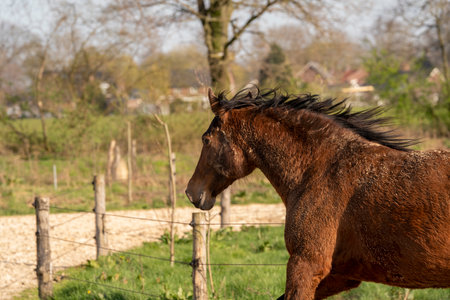Horse in the paddock on a sunny day in springtime