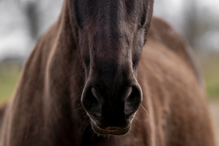 Portrait of a brown horse in the field. Close up.の写真素材